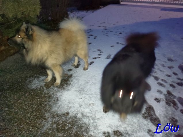 3.1.2025 - Geisterhunde